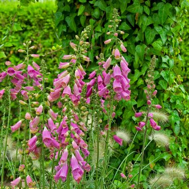 Digitalis Lucas Silvery 2 Litre