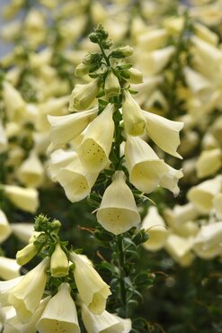 Digitalis Lucas White 2 Litre