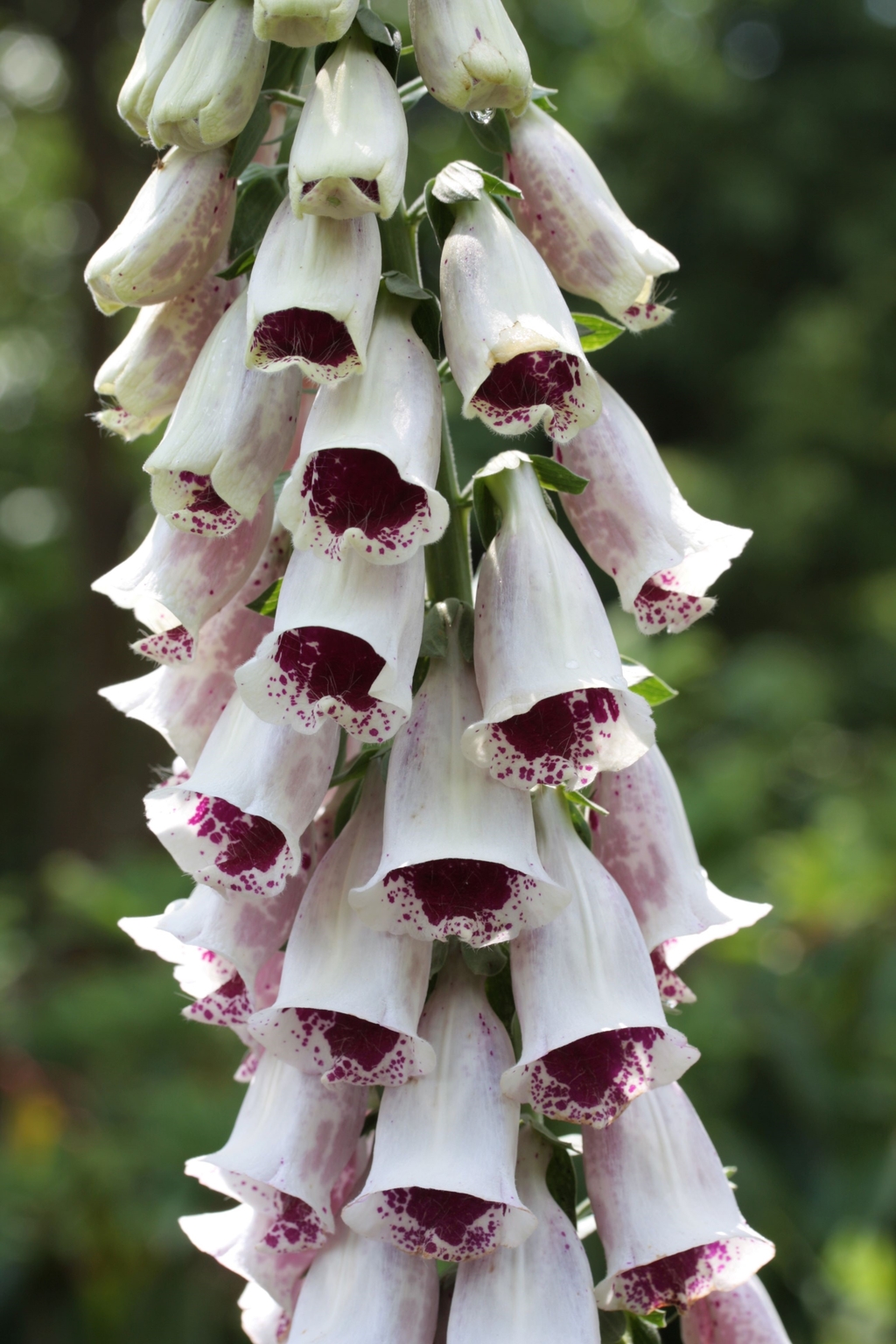 Digitalis Pams Choice 2 Litre Stewarts Garden Centre