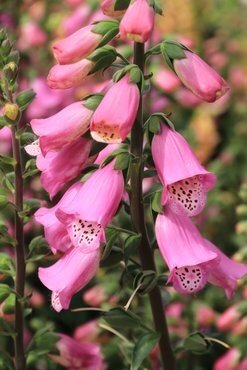 Digitalis Pink Panther 3 Litre