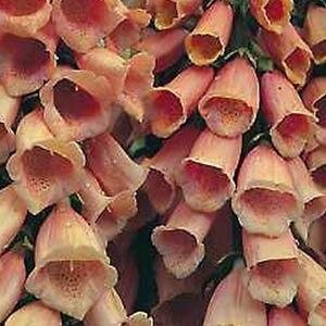 Digitalis Polkadot Polly 3 Litre
