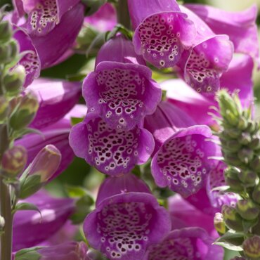 Digitalis Purpurea Dalmation Purple 9cm