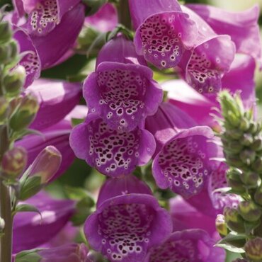 Digitalis Purpurea Dalmation Purple 9cm