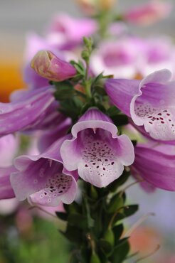 Digitalis Purpurea Dalmation Rose 9cm