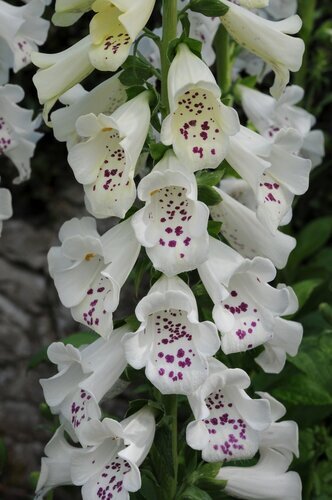 Digitalis Purpurea Dalmation White 9cm