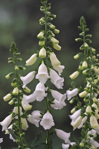 Digitalis Purpurea Dalmation White 9cm