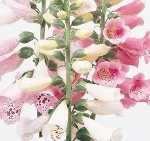 Digitalis Purpurea Foxy 9cm