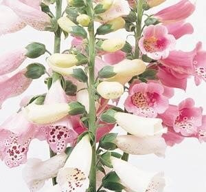 Digitalis Purpurea Foxy 9cm