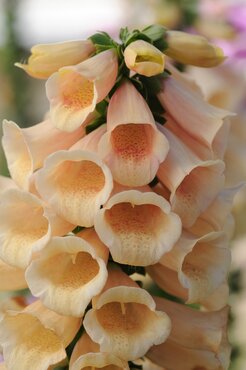 Digitalis Suttons Apricot 3 Litre