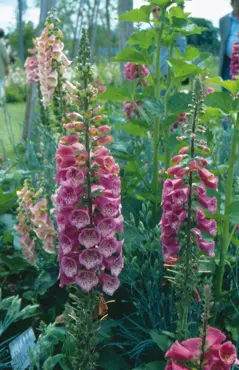 Digitalis X Mertonensis Summer King 9cm