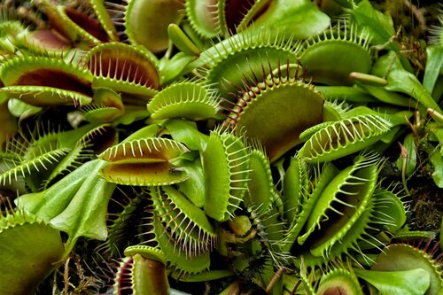 Dionaea Muscipula 8.5cm - image 1