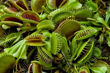Dionaea Muscipula 8.5cm - image 1