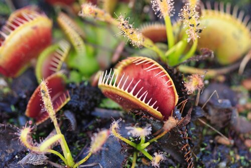 Dionaea Muscipula 8.5cm - image 2