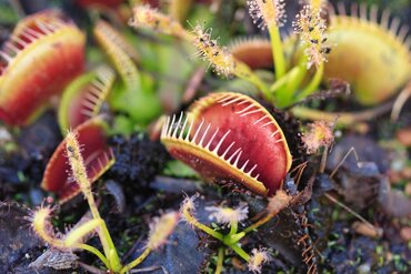 Dionaea Muscipula 8.5cm - image 2
