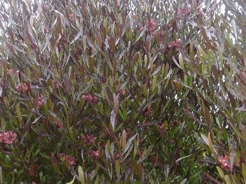Dodonaea viscos Purpurea 5 Litre
