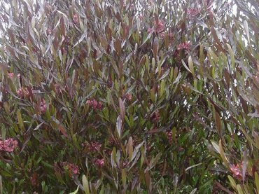 Dodonaea viscos Purpurea 5 Litre