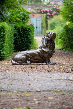 Dog Bassett Hound