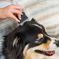 Dog Grooming/Hygiene