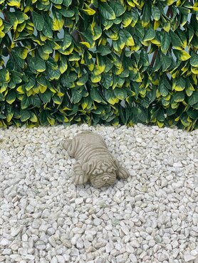 Dog Pug Lying Sherwood - image 3