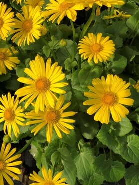 Doronicum Orientale Leonardo 9cm