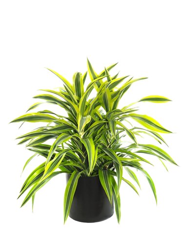Dracaena Lemon Lime Branched 24cm - image 2