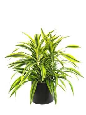 Dracaena Lemon Lime Branched 24cm - image 2