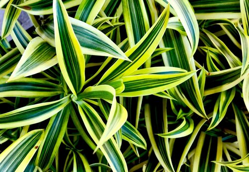 Dracaena Lemon Lime Branched 24cm - image 1
