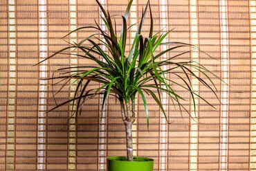 Dracaena Marginata Tricolour 60-30-15 21cm - image 1