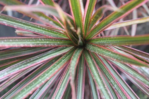 Dracaena Marginata Tricolour 60-30-15 21cm - image 2