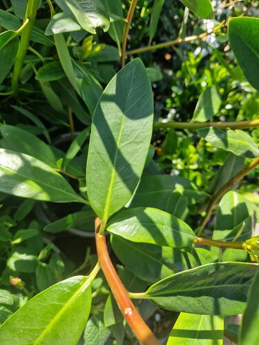 Drimys Latifolia 3 Litre