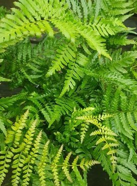 Dryopteris affinis 2 Litre