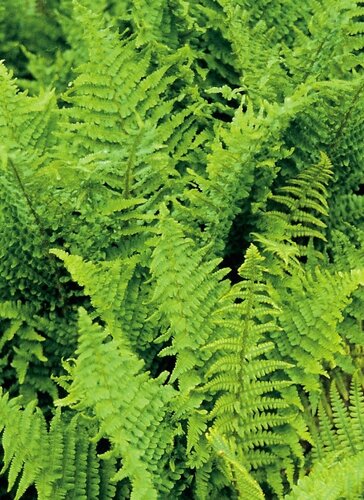 Dryopteris affinis Crispa 2 Litre