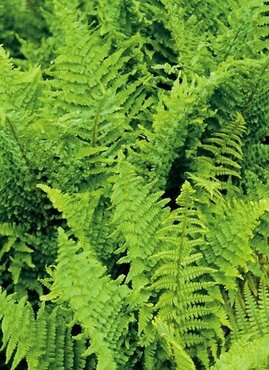 Dryopteris affinis Crispia 5 Litre