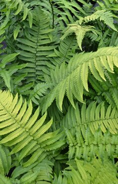 Dryopteris cycadina 2 Litre