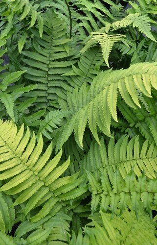 Dryopteris Cycadina 5 Litre