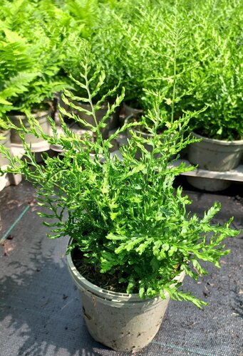 Dryopteris Filix-Mas 1 Litre