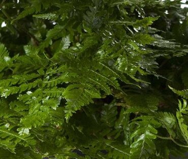 Dryopteris Formosana 1 Litre