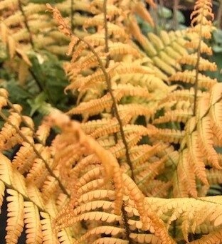 Dryopteris Jurassic Gold 3 Litre