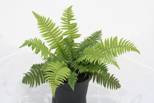 Dryopteris Kuratae 1 Litre
