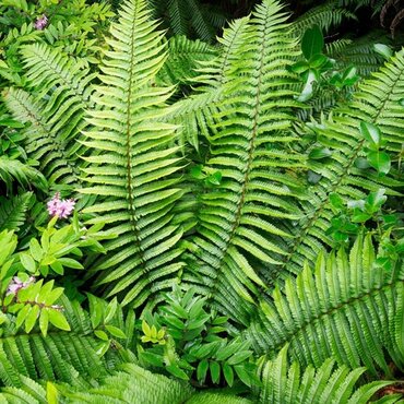 Dryopteris Wallichiana 5 Litre