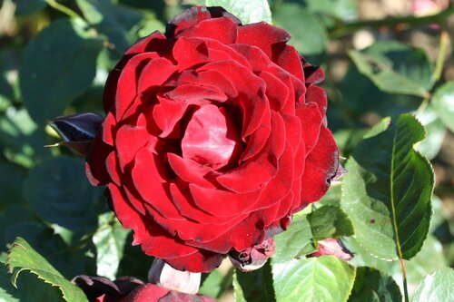 Dublin Bay Climbing Rose 4 litre