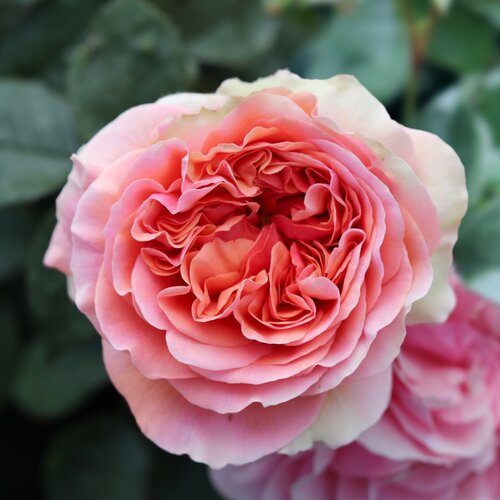 Duchess of Cornwall Cottage Garden Rose 5.5 Litre