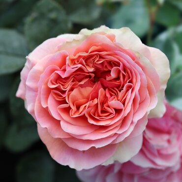 Duchess of Cornwall Cottage Garden Rose 5.5 Litre