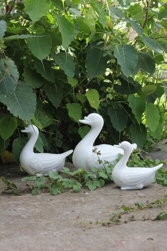 Duck Large White