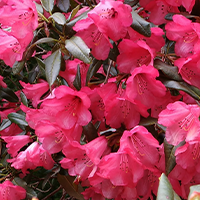 Dwarf Rhododendrons
