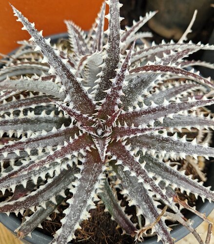 Dyckia Brittle Star 4 Litre - image 1