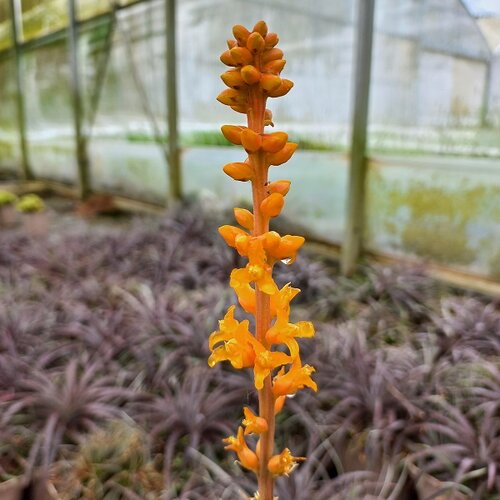 Dyckia Burgundy Ice 3 Litre