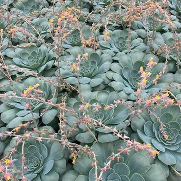 Echeveria 5 Litre