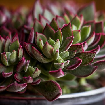 Echeveria Devotion 10.5cm