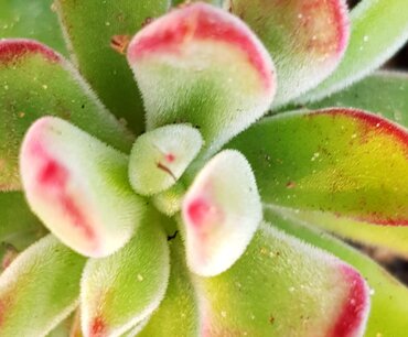 Echeveria Set Oliver 10.5cm